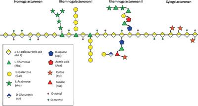 Dietary fiber pectin: challenges and potential anti-inflammatory benefits for preterms and newborns